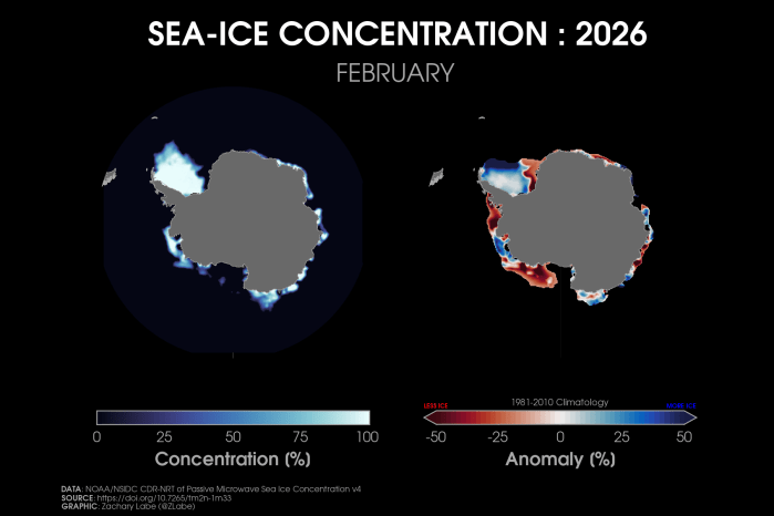 Two polar stereographic maps side-by-side showing Antarctic sea ice concentration and its anomalies relative to 1981-2010 for February 2026. Red shading is shown for less ice, and blue shading is shown for more ice. More areas are below average than above. Antarctica is masked out in grey shading.