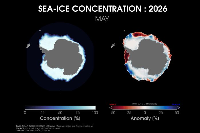 Two polar stereographic maps side-by-side showing Antarctic sea ice concentration and its anomalies relative to 1981-2010 for May 2026. Red shading is shown for less ice, and blue shading is shown for more ice. More areas are below average than above. Antarctica is masked out in grey shading.